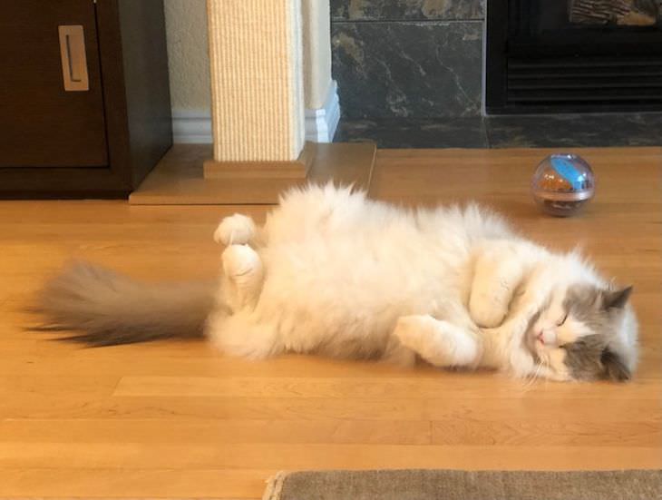 15 Adorable Photos of Fluffy Chubby Pets cat