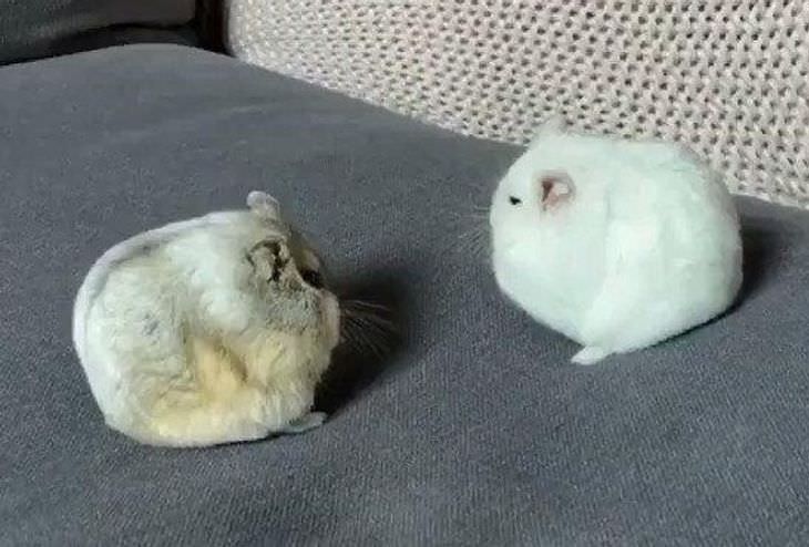 15 Adorable Photos of Fluffy Chubby Pets chinchillas 