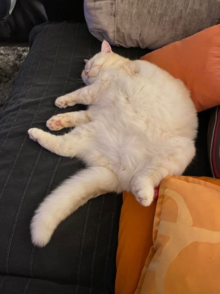 15 Adorable Photos of Fluffy Chubby Pets cat
