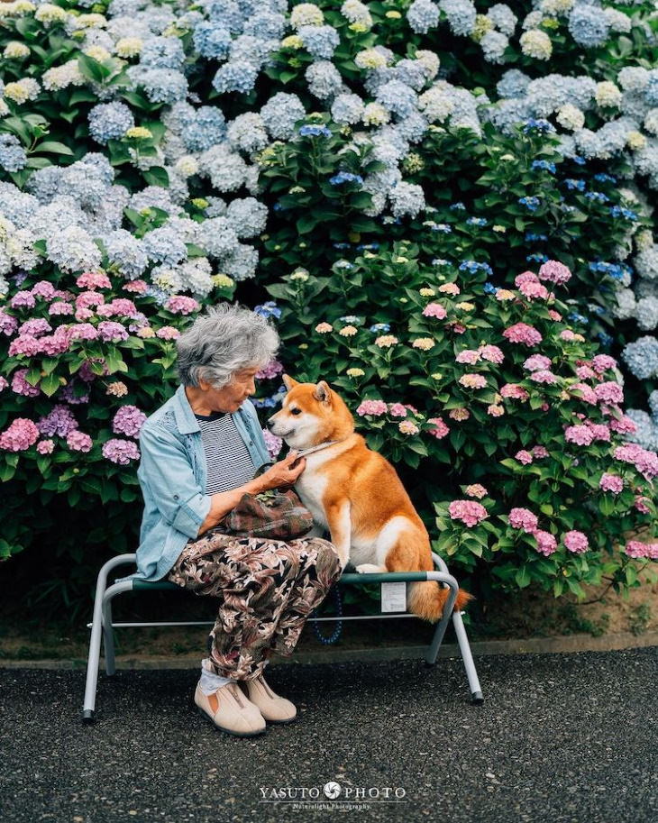 Grandma and Her Shiba Inu sitting next to hydraganeas