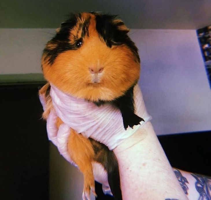 15 Adorable Photos of Fluffy Chubby Pets guinea pig