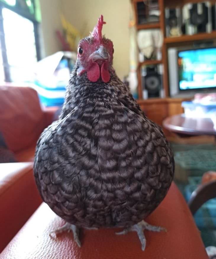 15 Adorable Photos of Fluffy Chubby Pets rooster