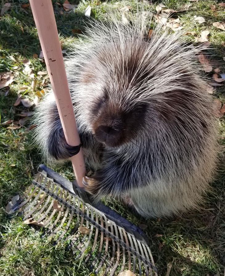 15 Adorable Photos of Fluffy Chubby Pets porcupine