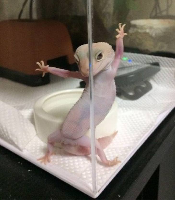 Cute Animals gekko in front of a mirror