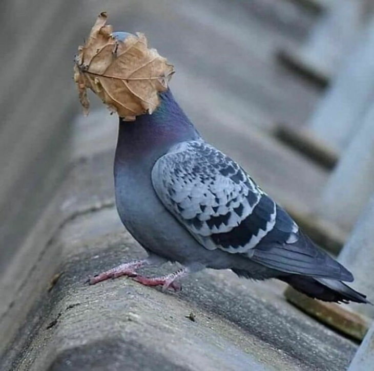 Cute Animals pigeon leaf