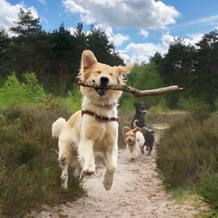 Cute Animals dog skipping joyfully with branch in his mouth