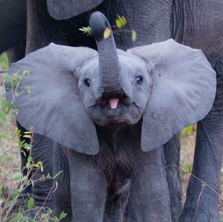 Cute Animals baby elephant
