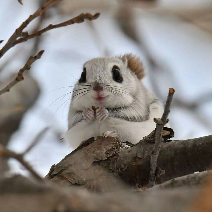 Cute Animals squirrel