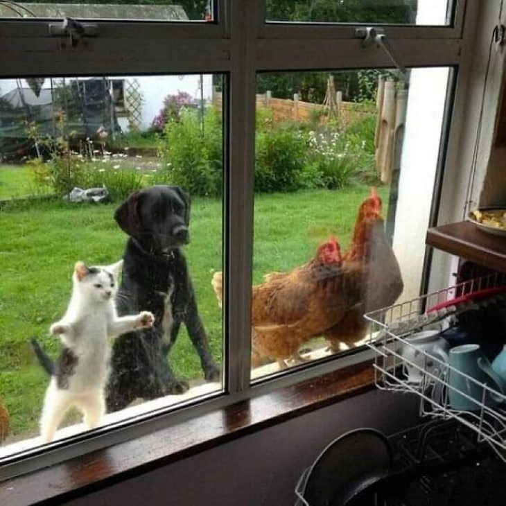 Cute Animals animals looking through the window