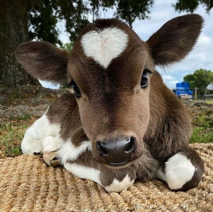 Cute Animals  calf with a heart on face