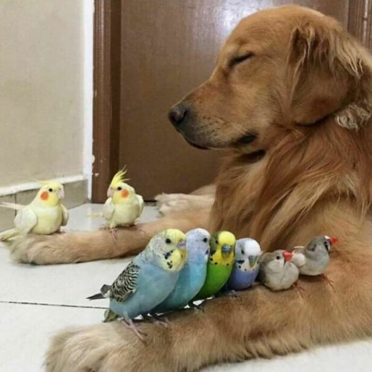 Cute Animals dog and parrots