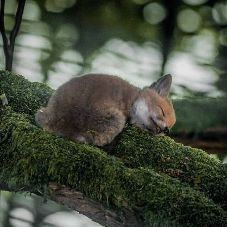 Cute Animals baby fox sleeping
