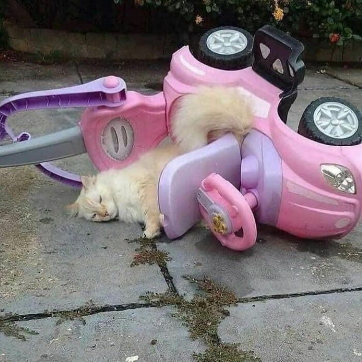 Cute Animals cat toy car crash