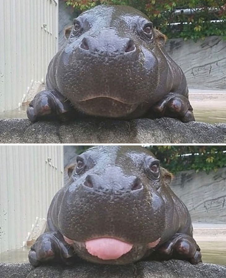 Cute Animals baby hippo