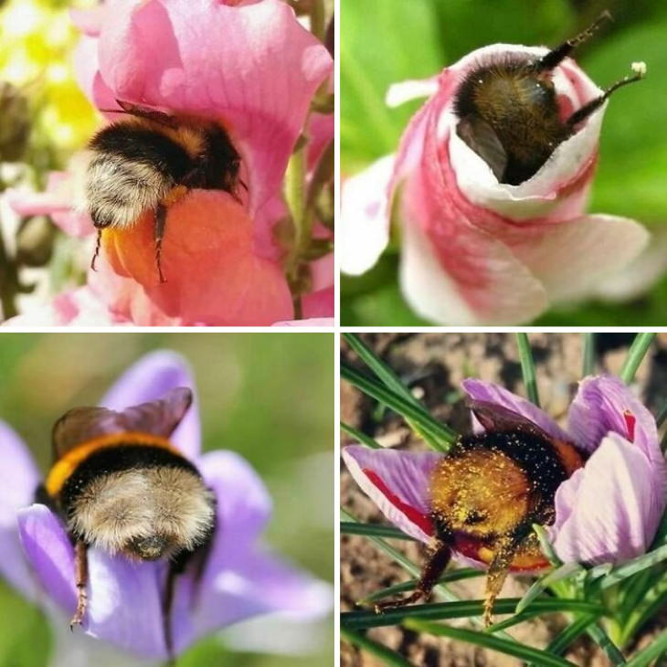 Cute Animals bumblebees sleep