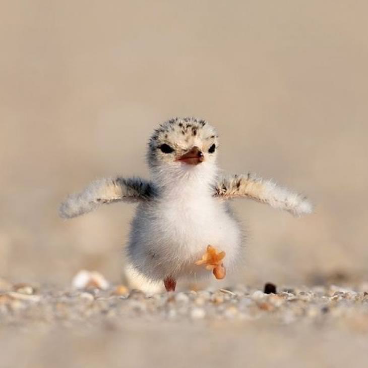 Cute Animals bird practices flying