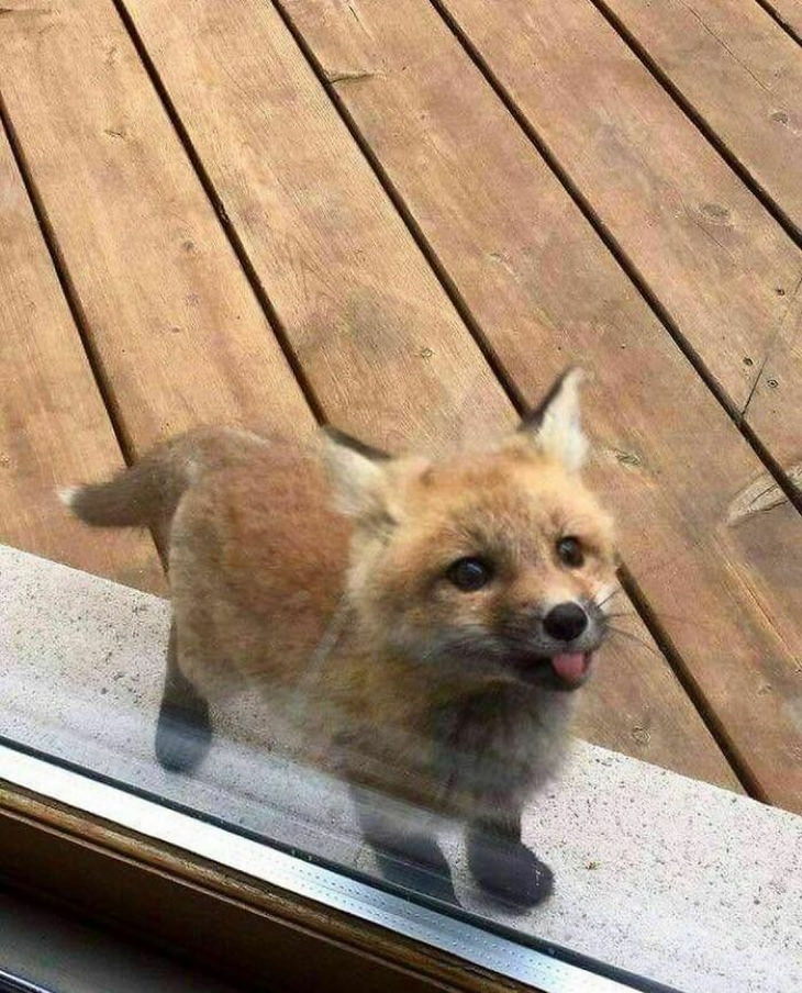 Cute Animals baby fox near the window