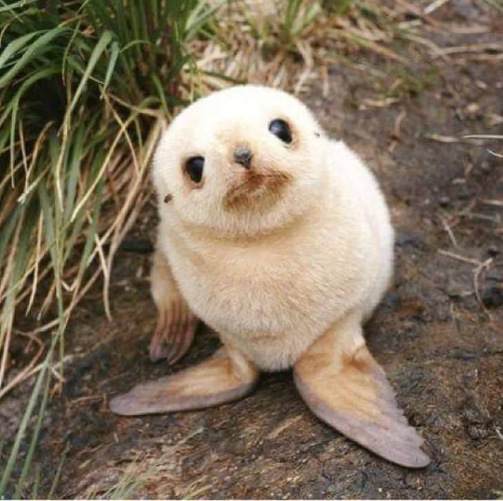 Cute Animals serious baby seal