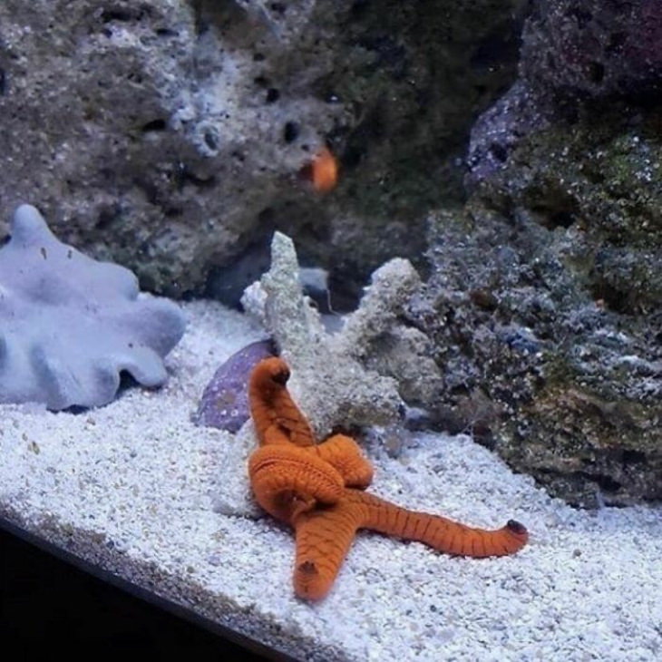 Cute Animals starfish
