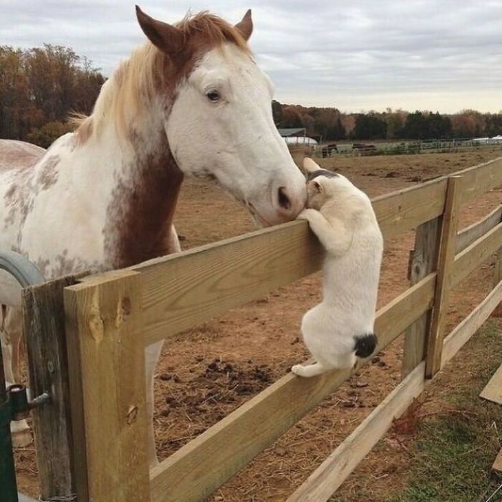 Cute Animals cat and horse hug