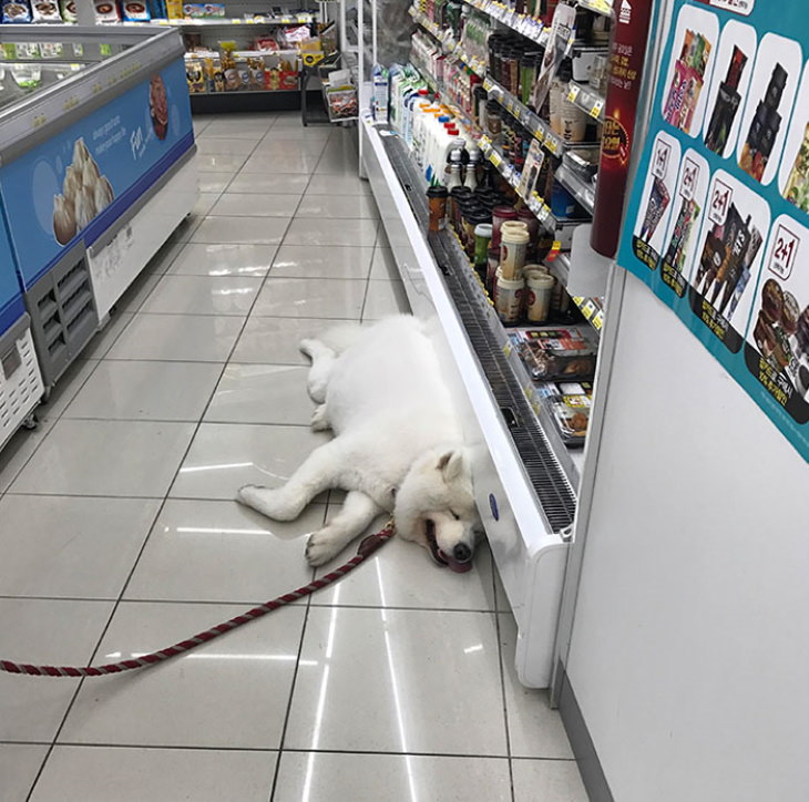 Heatwave dog  South Korea 