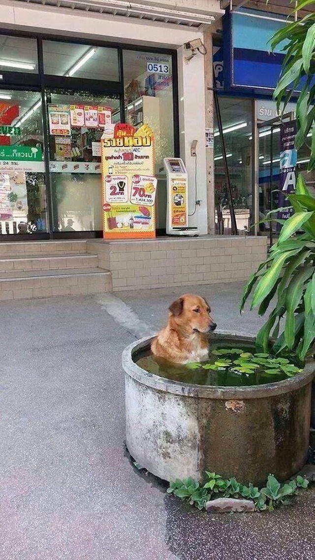 Heatwave doggie cooling off in Thailand