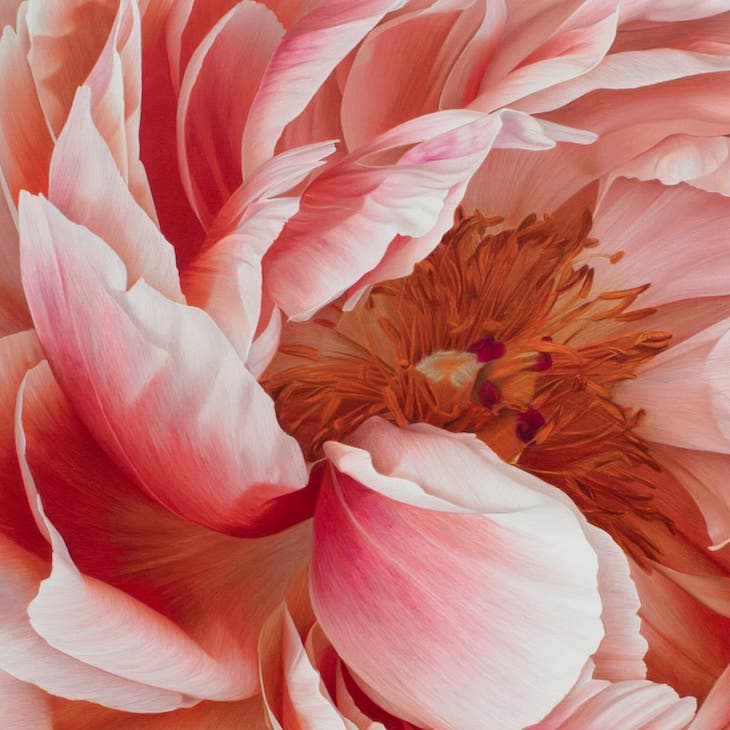Lovely Hyperrealistic Flower Drawings by CJ Harvey Detail of Pink Fluffy Peony