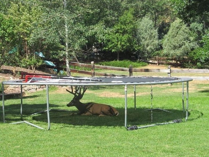 Heatwave Colorado deer