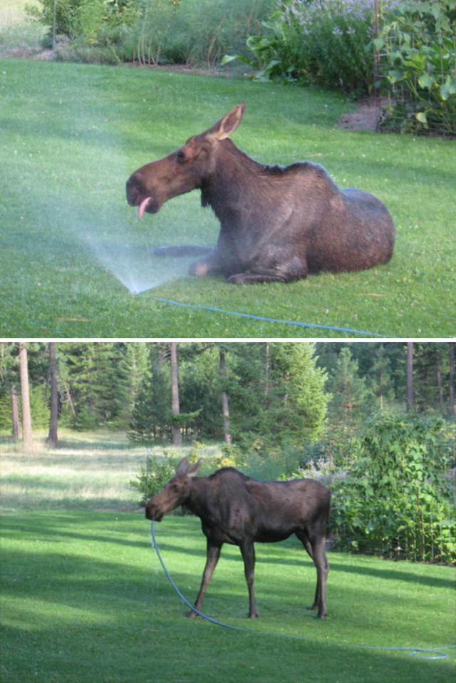 Heatwave moose