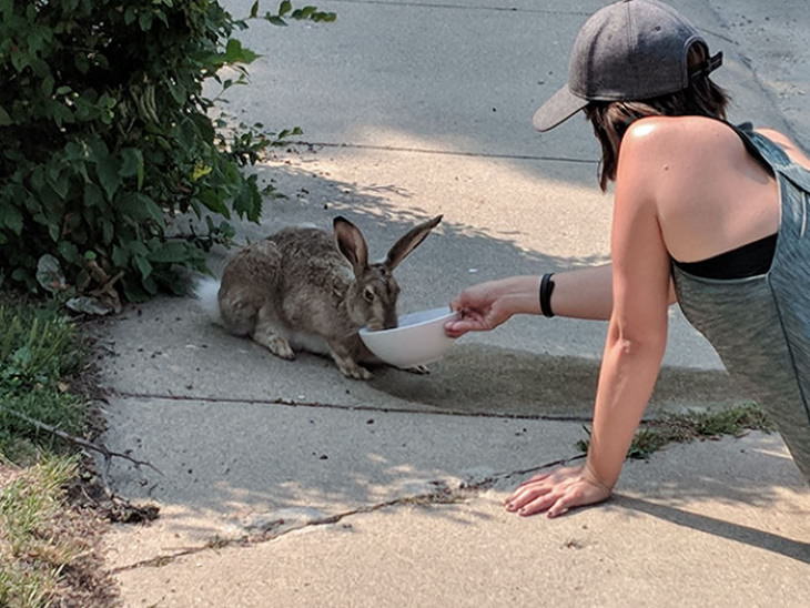 Heatwave thirsty bunny