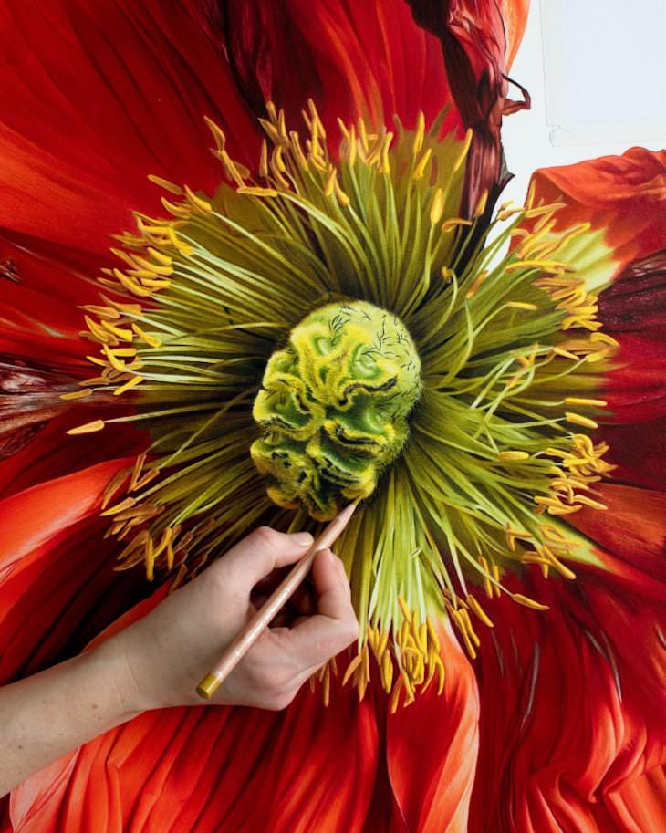 Lovely Hyperrealistic Flower Drawings by CJ Harvey Red Poppy