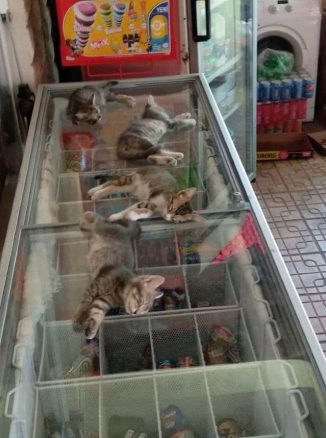 Heatwave kittens cool off on the freezer