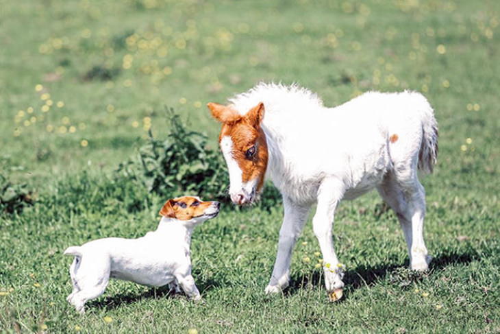 Animal Lookalikes dog and baby horse