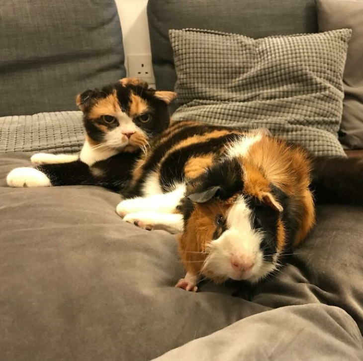 Animal Lookalikes cat and guinea pig