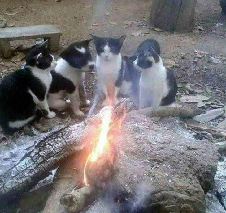 Animal Lookalikes black and white puppy and cats