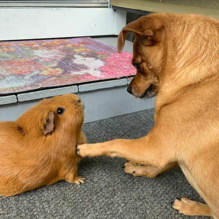 Animal Lookalikes guinea pig and dog