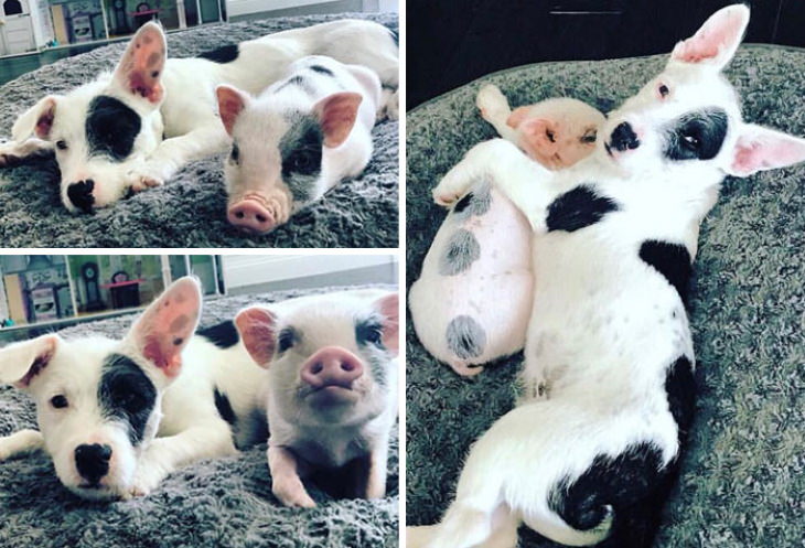 Animal Lookalikes puppy and piglet
