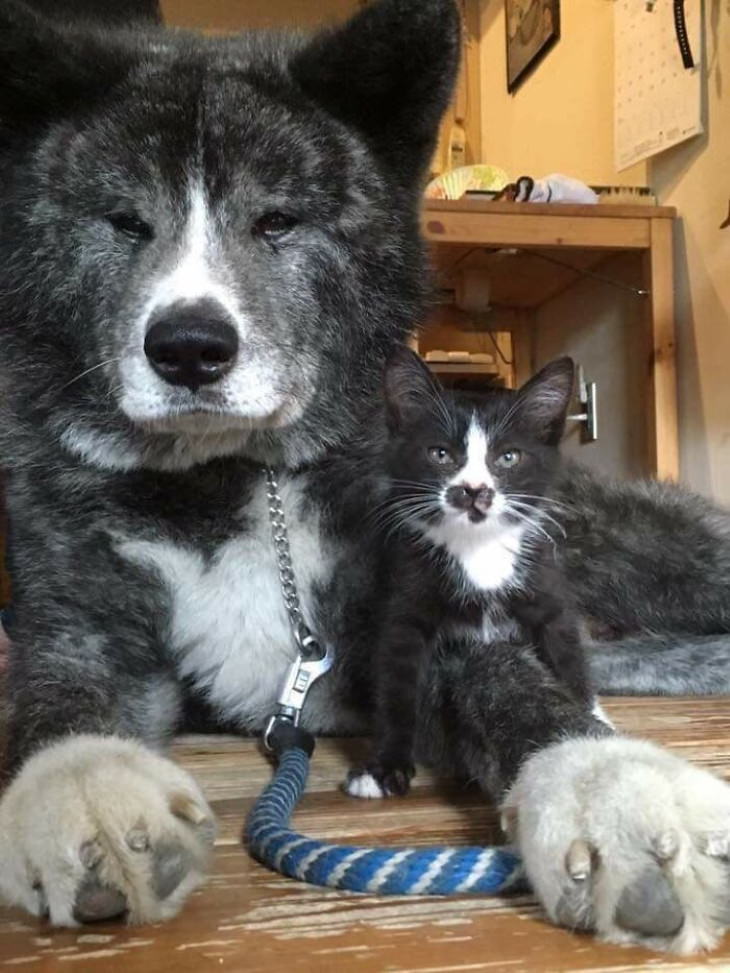Animal Lookalikes kitten and dog