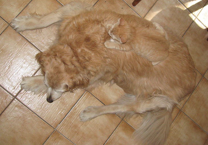 Animal Lookalikes camouflage cat and dog