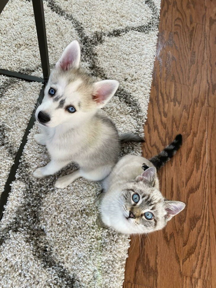 Animal Lookalikes blue eyes