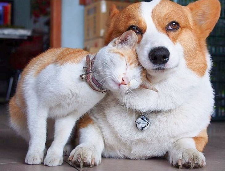 Animal Lookalikes corgi and cat hug