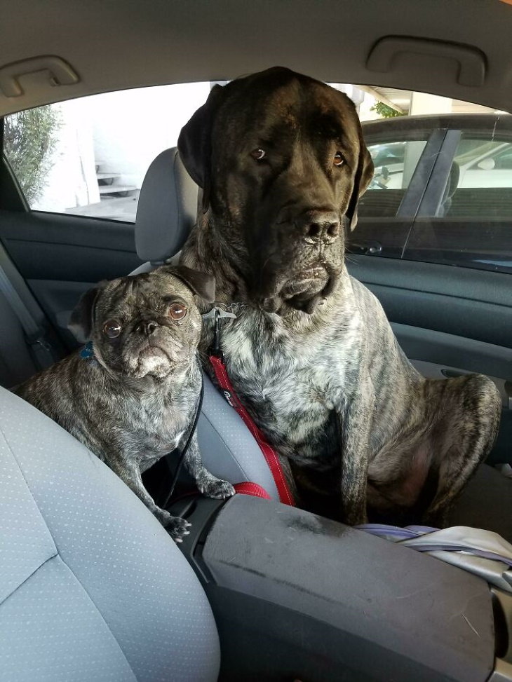 Animal Lookalikes pug and big dog