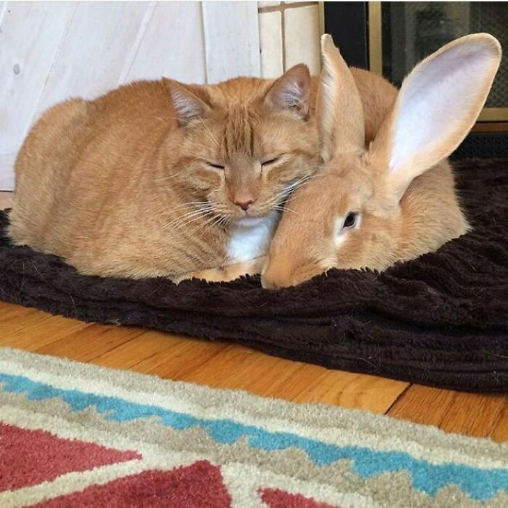 Animal Lookalikes cat and rabbit