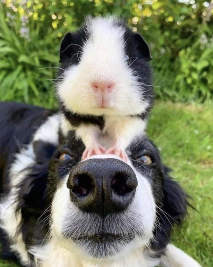 Animal Lookalikes black and white guinea pig and dog