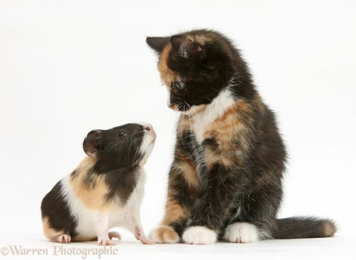 Animal Lookalikes kitten and guinea pig