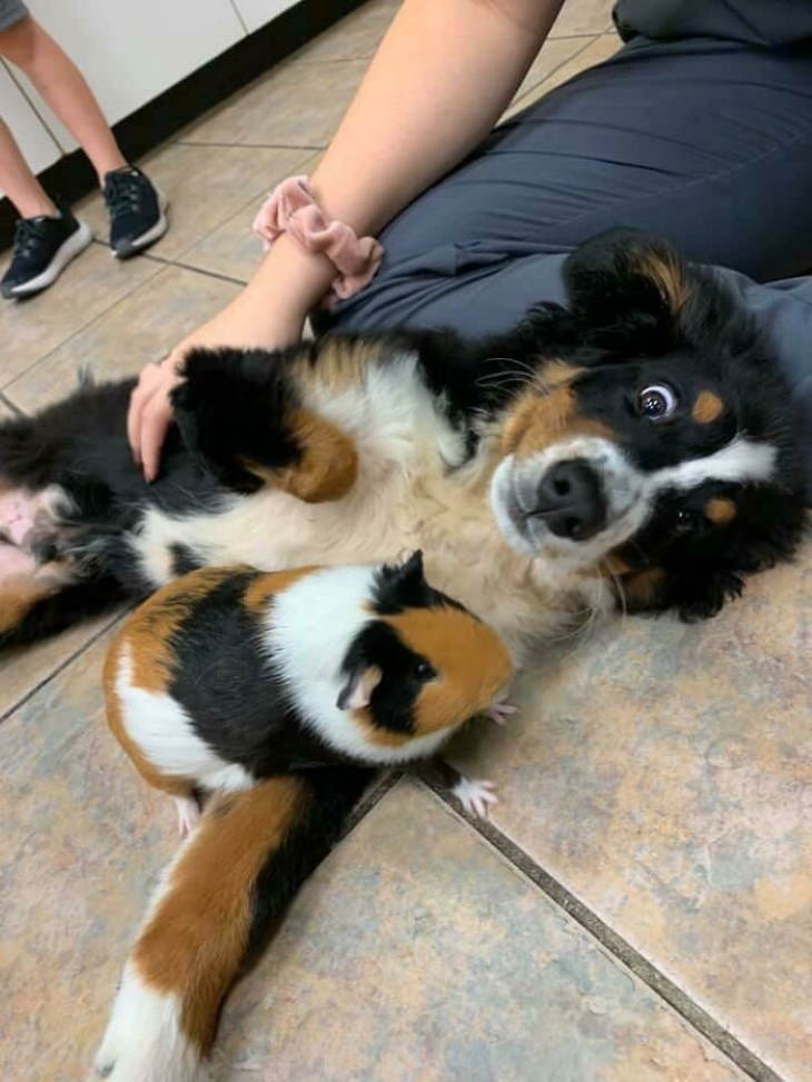 Animal Lookalikes guinea pig and dog tricolored