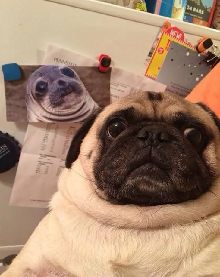 Animal Lookalikes twin seals