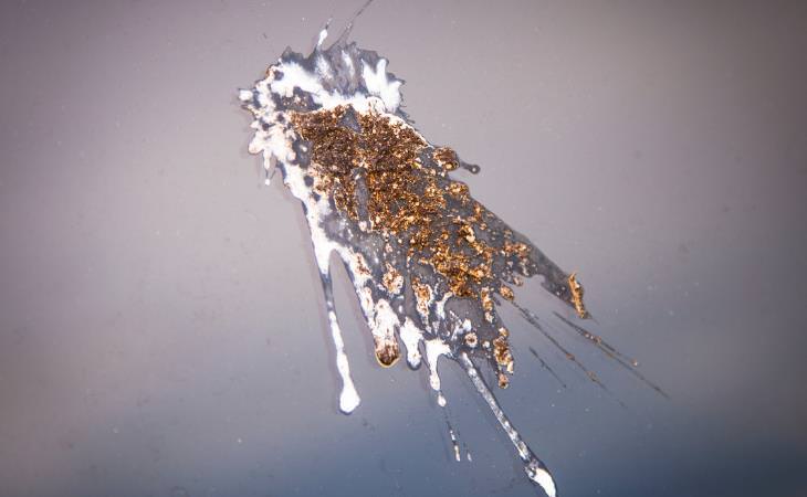 bird poop on grey car