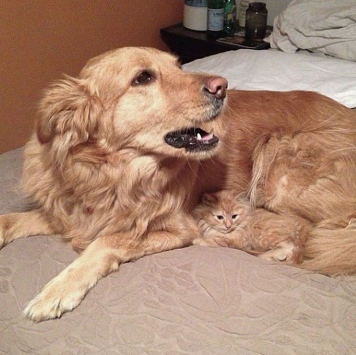 Animal Lookalikes dog and kitten