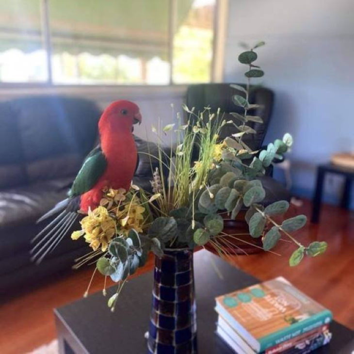 Only in Australia parrot flew in